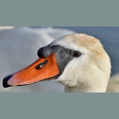 Pieci Rti Piedv - Beidzot!