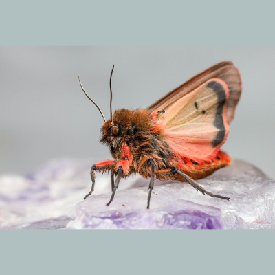 Pieci Rti Piedv - Beidzot!