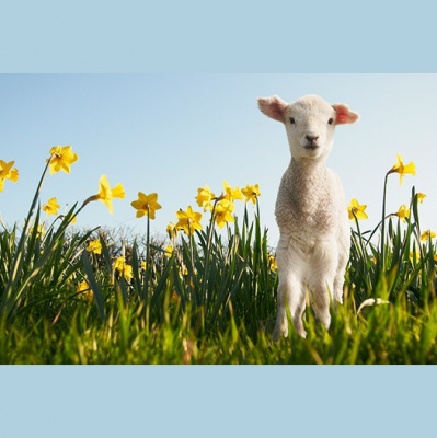 Pieci Rti Piedv - Beidzot!