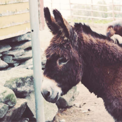 Eselgutan Pop-up Podcast