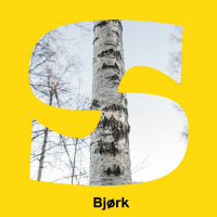 Spis eller bli spist - Bjørk