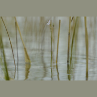 Poētisku stāstu par Ummja ezeru un tajā mītošo aizsargājamo lobēliju izrādīs Homo Novus