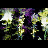 RIXC mākslas festivāls atklās jaunas perspektīvas par augiem kā mācīties spējīgām būtnēm