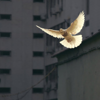 Er pinsen kirkens bursdag?