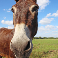 Hva gjør vi med eselet?