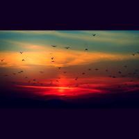 02 - Ko se zbudijo ptice