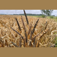 No līgumiem atkarīgs, vai lauksaimnieku situāciju atvieglos apdrošināšana