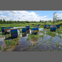 Lauksaimnieki lūgs izsludināt ārkārtas situāciju plūdu piemeklētajās teritorijās