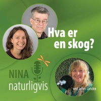 Hva er en skog?
