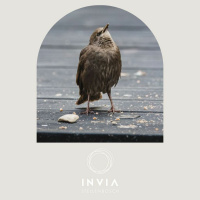 Die Gawe Van Lewe: Hoe Die Lewe Binne Ons Ontwaak deur Johan Geyser