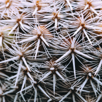 Meditasie - Doring in my Vlees, 1 Kor 12 saam met Pierre