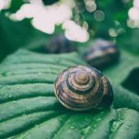 Opstandings Sondag Meditasie saam met Pierre - Joh 20