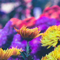 Psalm 130 Begeleide Meditasie - Pierre du Plessis