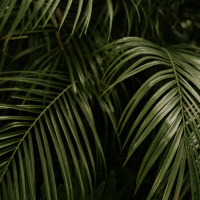 Uitgiet - Begeleide meditasie saam met Pierre, Markus 14