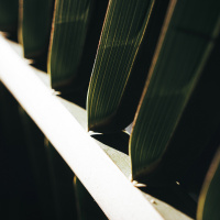 Oordenking: What Kind Of A King? - pierre