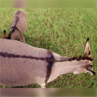 Paasfees 2017 Dinsdag - Dag 2 (Die Derde Opsie)