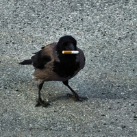 168: Csikk-csikk csóka