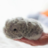 140: Jégen minden jobb volt