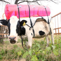 Episode 68: Fjúcsőr