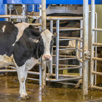 Episode 70: Szent from my iPhone