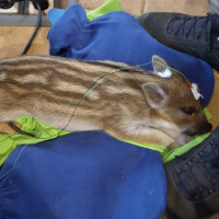 241: Theres an epe for that