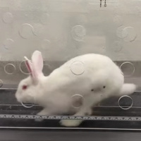 167: 20 porccal a jövőbe