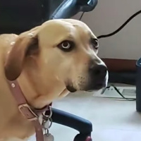 85: Sok nude disznót győz