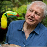 HÁZIMOZI: Life in Color (Sir David Attenborough a Netflixen)