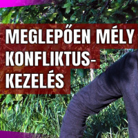 Hogyan ne bánts vissza? | konfliktuskezelés és kommunikáció fejlesztés