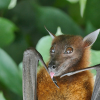 SE09E05 Tartozni mint a denevérek