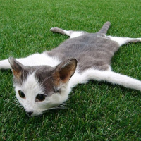 S08E08 Döglött macskák az asztalon