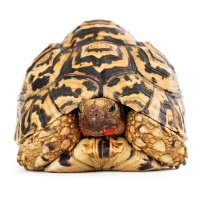 Tortoise provides inspiration for diabetes pill