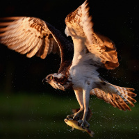 Aldeburgh festival celebrates bird song