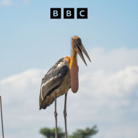 The Happy Pod: How baby showers saved a rare bird