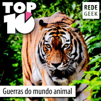 TOP 10 – Guerras do mundo animal