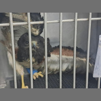 Oito em cada dez animais silvestres em reabilitação são vítimas do tráfico conheça recuperação