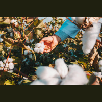 Setor do algodão brasileiro sobre tarifaço de Trump: vai fortalecer blocos econômicos