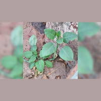 Falsa couve: Mina Gerais tem mais sete casos de intoxicação após consumo da planta