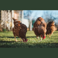 China suspende proibição de importação de carne de frango embargo foi por casos de gripe aviária