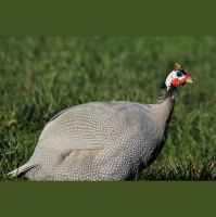 BioParque do Rio é fechado temporariamente após morte de galinhas-dangola