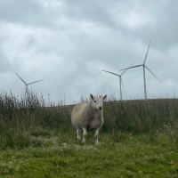 Bottles or balsa: What should wind turbine blades be made from?