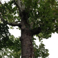 Death at Kew Gardens: @annareporting gets local reaction after a 32-year-old woman is hit by a falling tree.