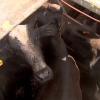 Transporte de bois foi espetáculo de tortura que afrontou todos os princípios da veterinária