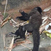 Quase 70% dos macacos mortos no Rio foram vítimas de violência humana