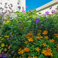 Meterse en un jardín | ¿Hemos de cambiar las plantas de maceta?