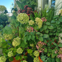 Meterse en un jardín | Hortensias
