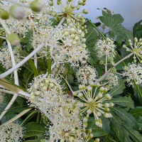 Meterse en un jardín | Plantas parásitas