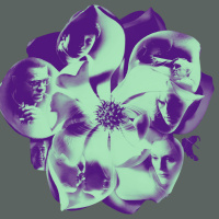 From the Archive: Magnolia