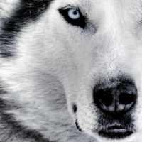 MEDITACIÓN COMPLETA PARA DESCUBRIR TU ANIMAL DE PODER... (By Noah Capo) www.inspiraciononline.es