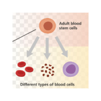 Dr. David Steenblock - Stem Cells and Regenerative Medicine